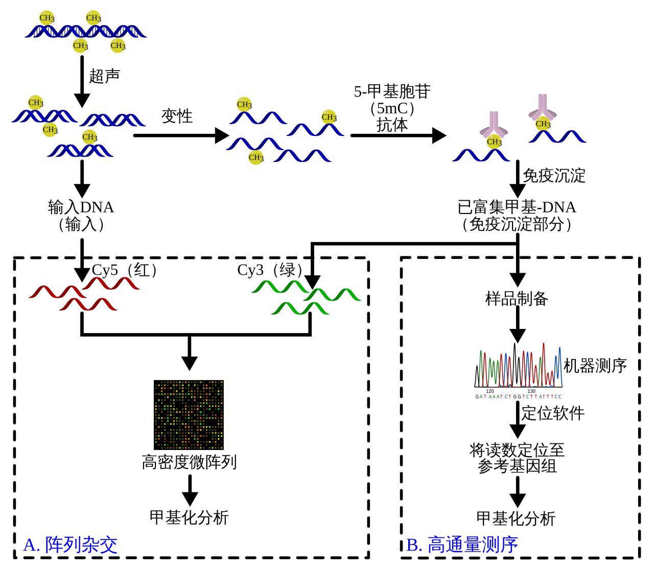 DNA 甲基化富集后进行阵列杂交与高通量测序的流程示意图